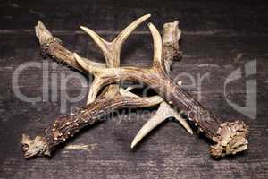 Deer Antlers On Wooden Background