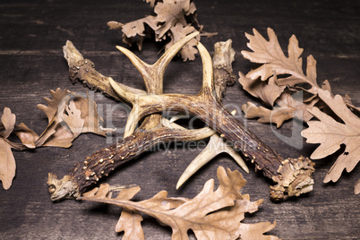 Deer Antlers On Wooden Background