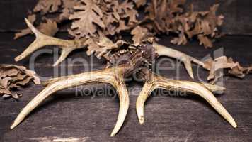 Deer Antlers On Wooden Background