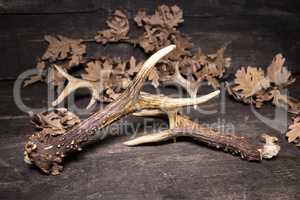 Deer Antlers On Wooden Background