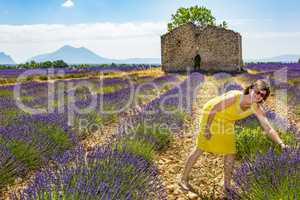 Woman picking lavender flowers in lavender field