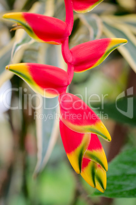 Exotic flower in a greenhouse