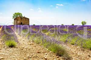 Lavender field with old ruins
