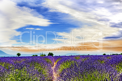 Lavender field in Provence