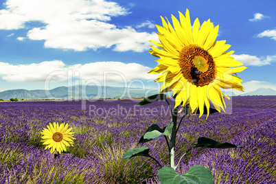 Lavender field with sunflowers