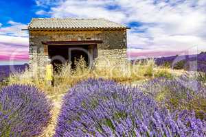 Woman in lavender field