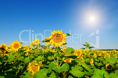 Sunflower flower fieldand blue sky