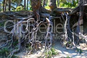 bared roots of tree in forest