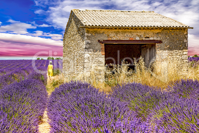 Woman in lavender field