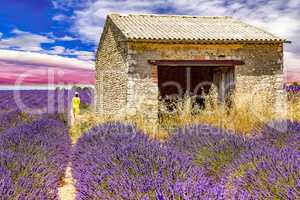 Woman in lavender field