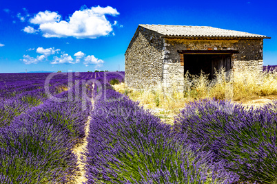 Lavender field with old ruins
