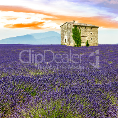 Lavender field with old house