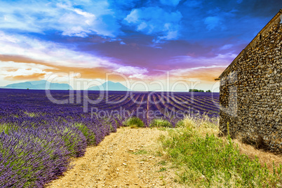 Lavender field with old ruins