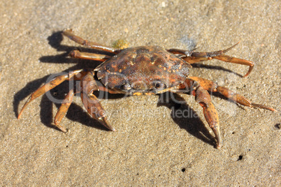 Strandkrabbe   (Carcinus maenas)