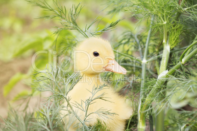 Baby Duck in The Grass Outdoors