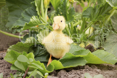 Baby Duck in The Grass Outdoors