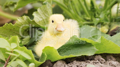 Baby Duck in The Garden Outdoors