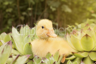 Baby Duck in The Garden Outdoors