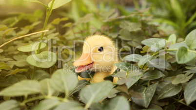 Baby Duck in The Garden Outdoors