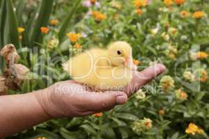 Baby Duck Held in Womans Hand in The Garden