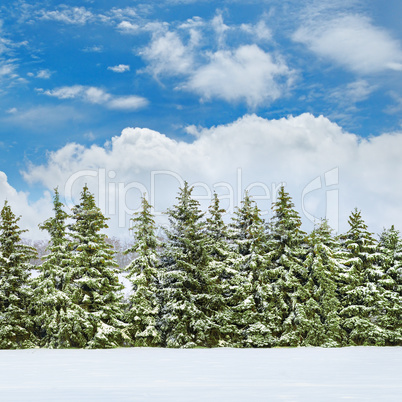 field covered with snow and spruce