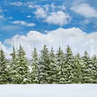 field covered with snow and spruce