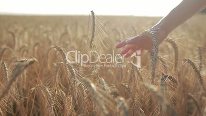 Female hand touching wheat spikes at sunset light