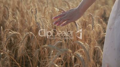 Woman's hand touching golden wheat ears