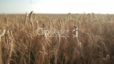 Golden wheat field on sunny day