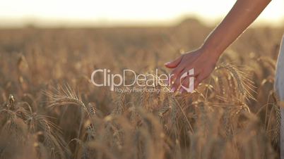 Calm woman walking throung wheat field at sunset