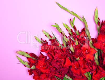 Bouquet of red gladiolus