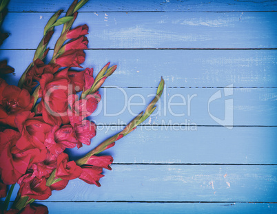 Bouquet of red gladiolus on a blue wooden background
