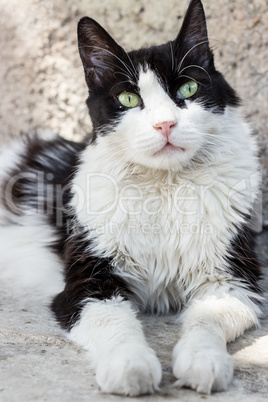 A sitting black and white cat, looking at us