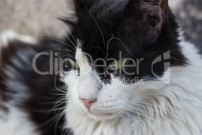 Close up of a sitting cat