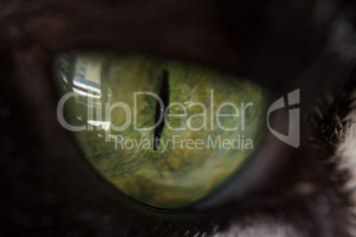 Extreme close up to the beautiful green eye of a cat