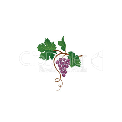 Grape branch. Floral wineyard retro sign. Garden background. Win