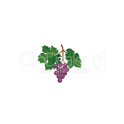 Grape branch. Floral wineyard retro sign. Garden background. Win