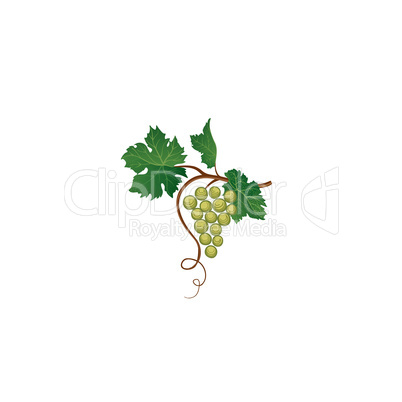 Grape bunch with leaves. Floral wine retro sign. Garden backgrou