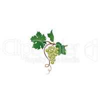 Grape bunch with leaves. Floral wine retro sign. Garden backgrou