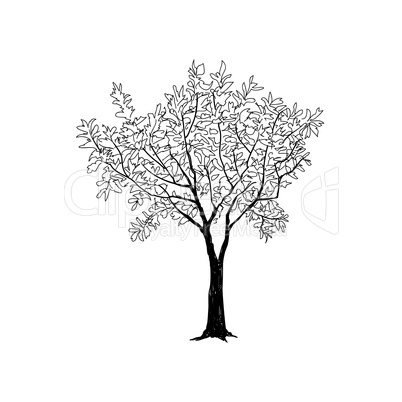 Tree with leaves drawn sketch. Summer nature sign