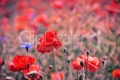 Field with red poppies and cornflowers