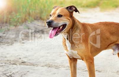 red-haired American pit bull outdoors