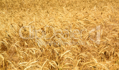 Field with ripe yellow wheat