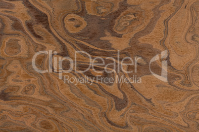 Californian walnut burl design texture. Natural background close