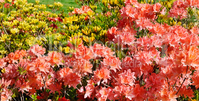 blooming rhododendron against green lawn