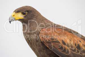 Eagle closely watching intently