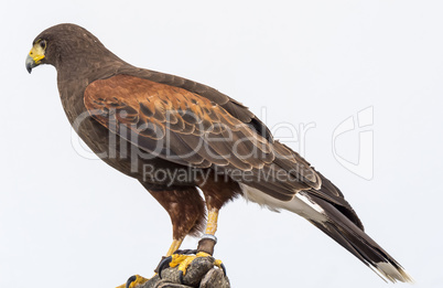 Eagle closely watching intently