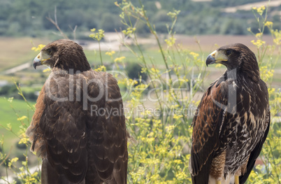 Two golden eagles resting in the sun