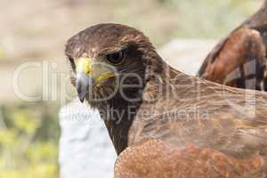 Golden eagle resting in the sun with open beak