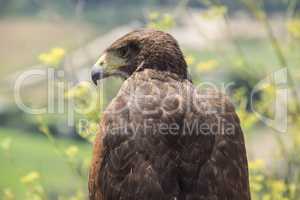 Golden eagle resting in the sun